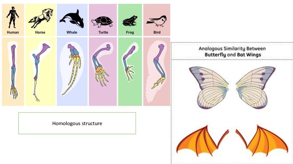 anatomy-homologous-structures