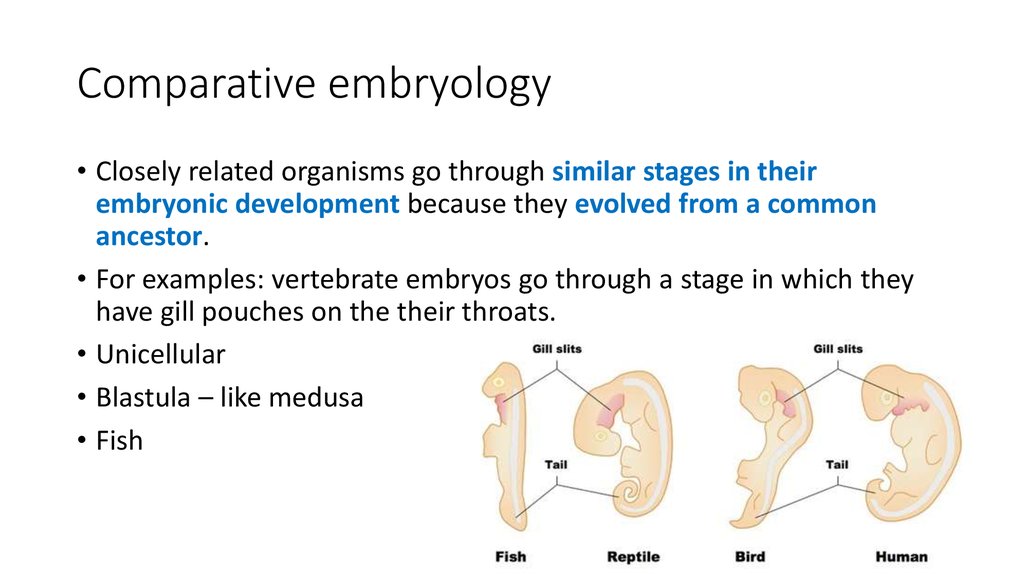 Comparative embryology