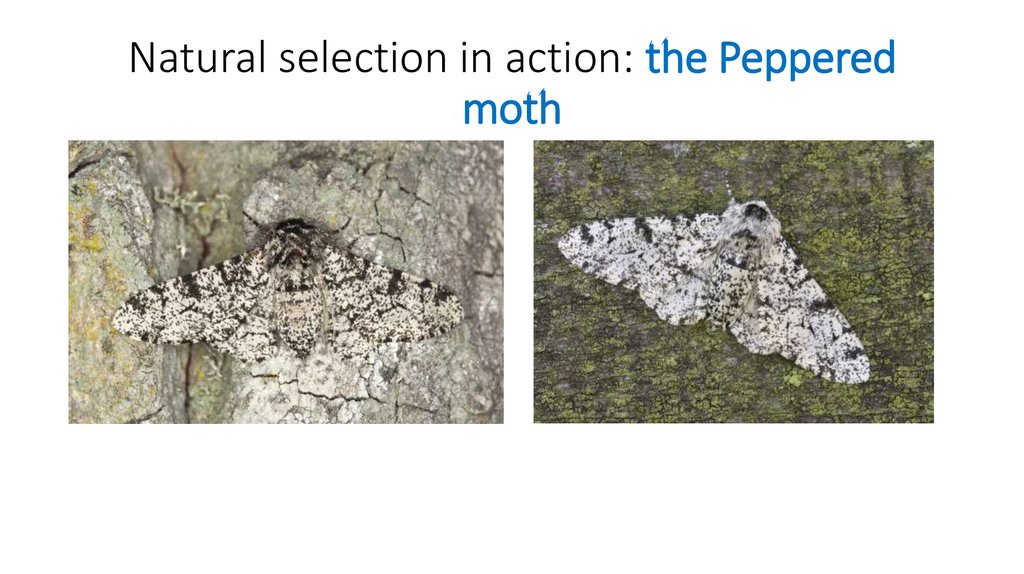 Natural selection in action: the Peppered moth
