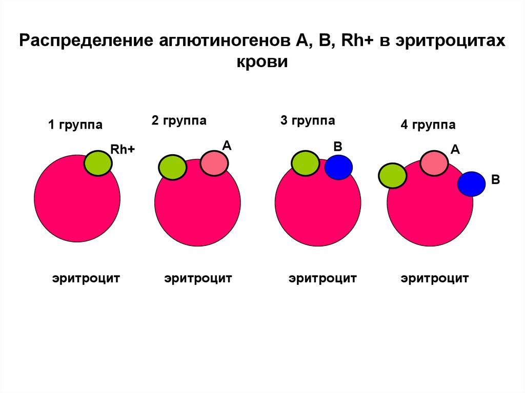 Резус положительный эритроцит. Ресурс фактор 2 группы крови. Группа крови и резус-фактор. Группа крови и резус. Группы крови и резус-фактор таблица.