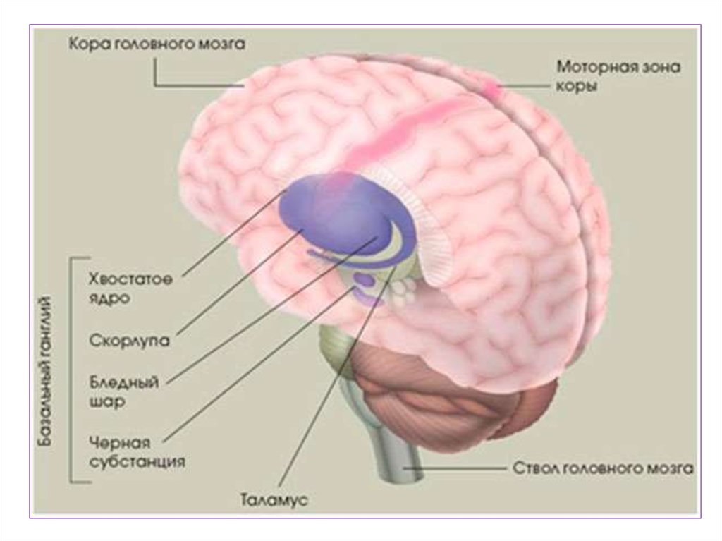 Подкорка головного мозга. Строение подкорковых структур мозга. Бледный шар скорлупа хвостатое ядро. Анатомия подкорковых структур головного мозга.