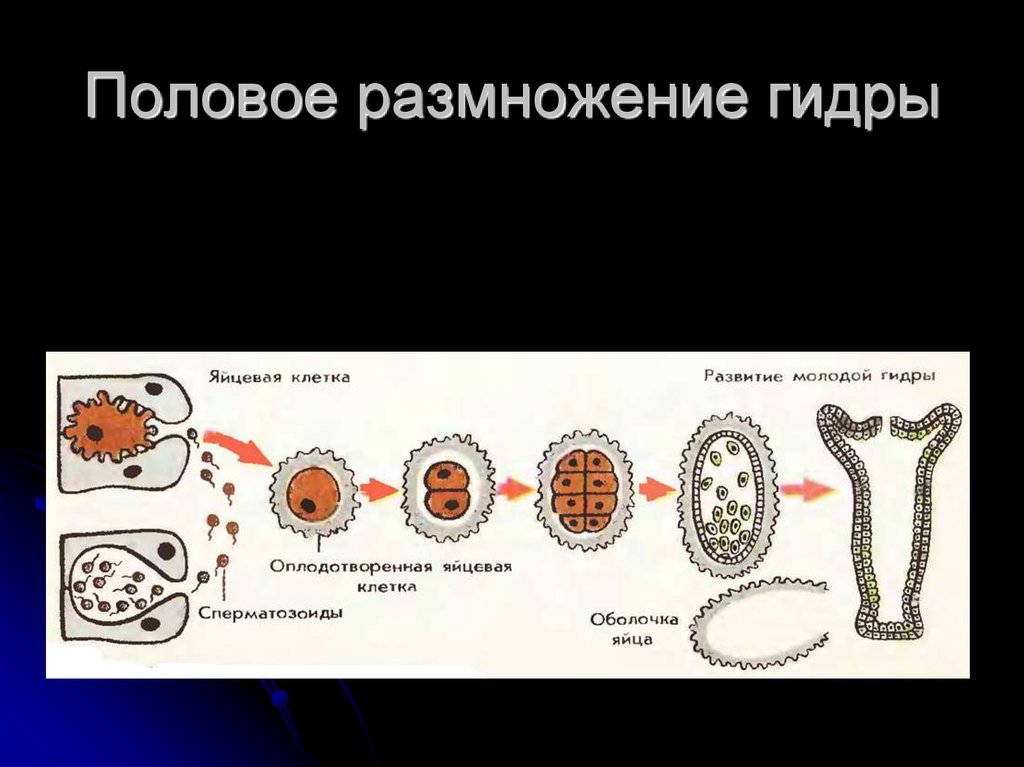 Полое размножение. Половое размножение гидры. Стадии размножения гидры. Половое размножение стадии. Половое размножение клетки.