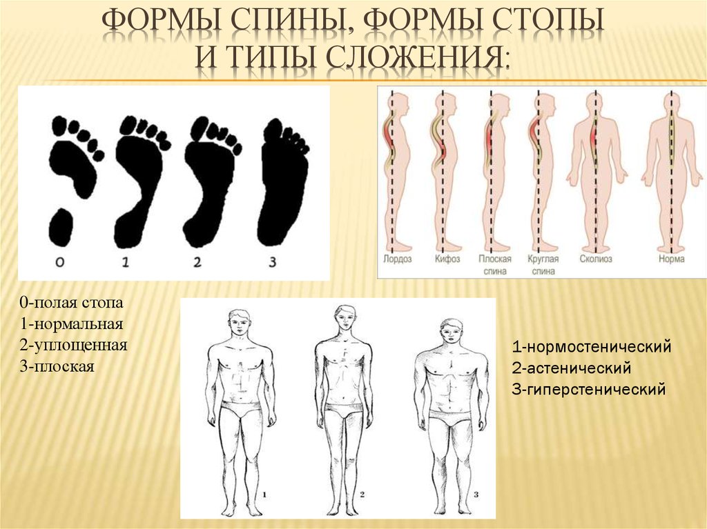 Форма стопы. Нормальная форма стопы. Форма стопы у мужчин. Формы стопы уплощенная стопа.