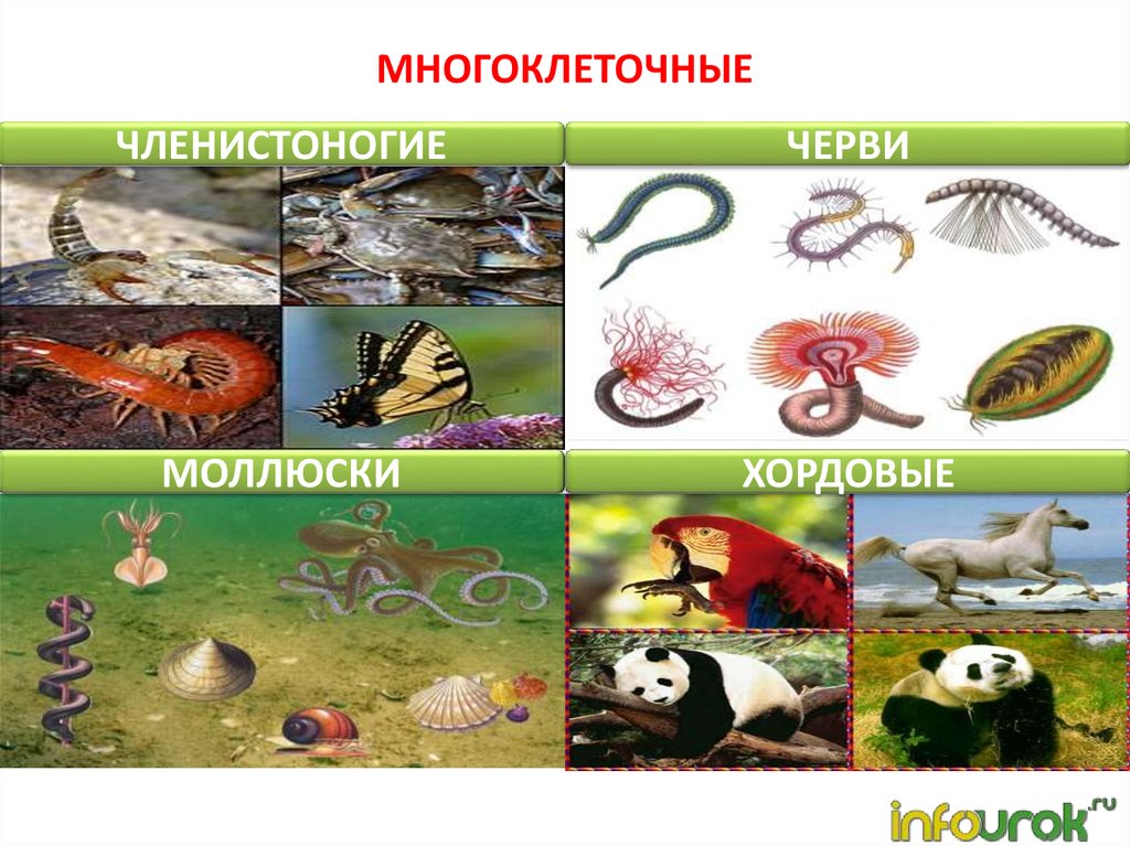 Многоклеточные организмы возникли в эру. Хордовые многоклеточные животные. Черви моллюски Членистоногие. Хордовые Членистоногие моллюски. Многоклеточные моллюски.