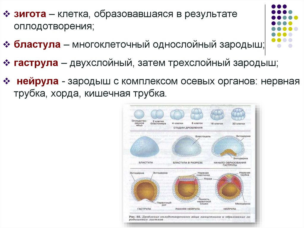 Клетки образующиеся в результате дробления