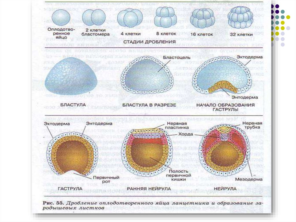 Дробление образование зиготы образование бластулы. Гаструла нейрула. Онтогенез бластула гаструла нейрула. Зигота дробление бластула гаструла нейрула. Стадии дробления бластулы.
