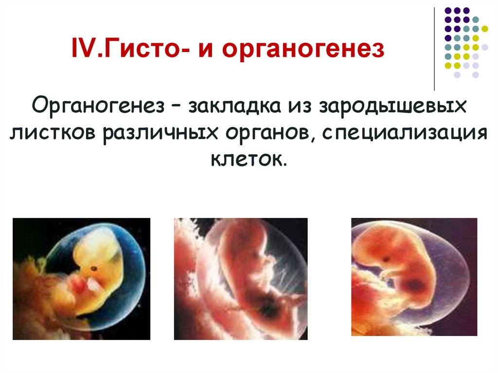 В эмбриональном развитии хордового животного органогенез начинается. Гисто и органогенез. Органогенез в эмбриональном развитии. Органогенез человека. Закладка и формирование органов органогенез.