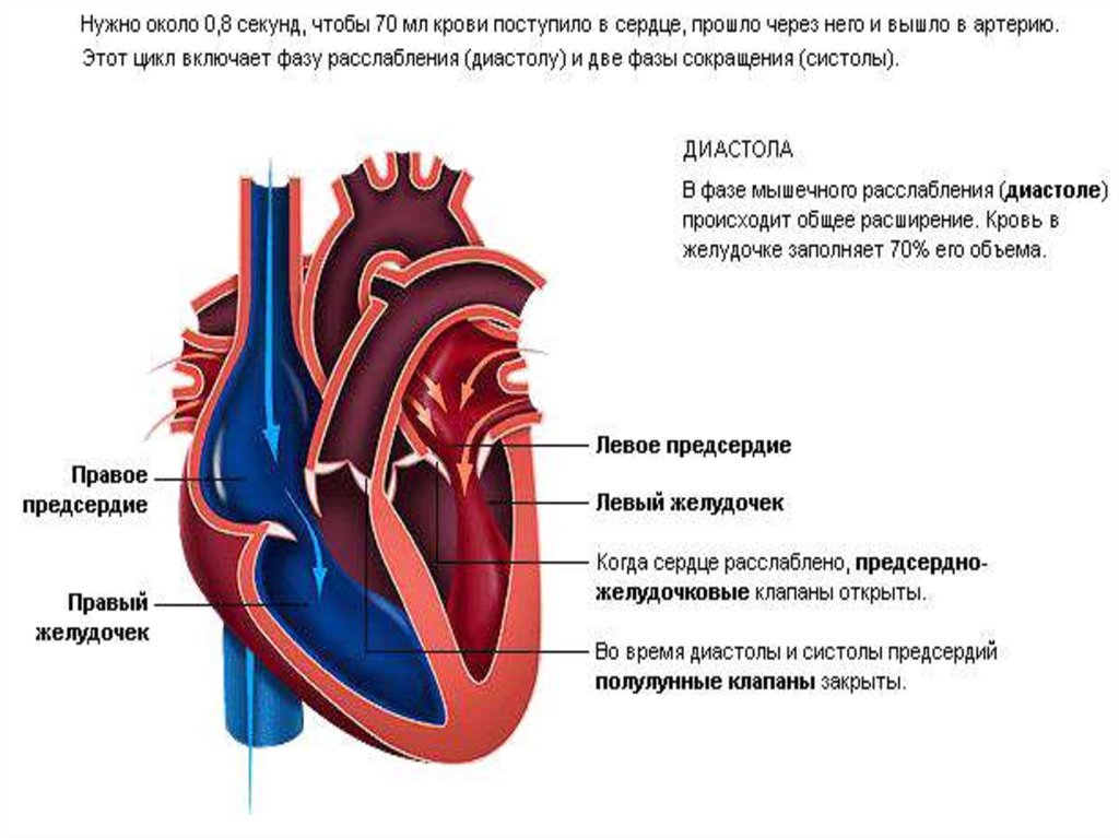 Анатомо физиологические особенности сердечно сосудистой системы