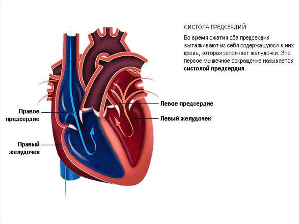 Особенности сердечно сосудистой системы