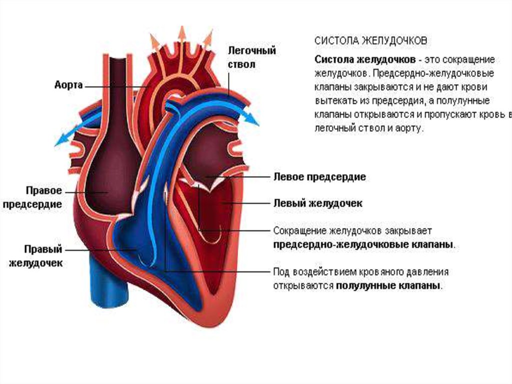 Какая кровь в левом желудочке сердца. Аортальный полулунный клапан. Систола предсердий предсердий и желудочек. Клапаны между предсердиями и желудочками в сердце. Полулунные клапаны открываются.