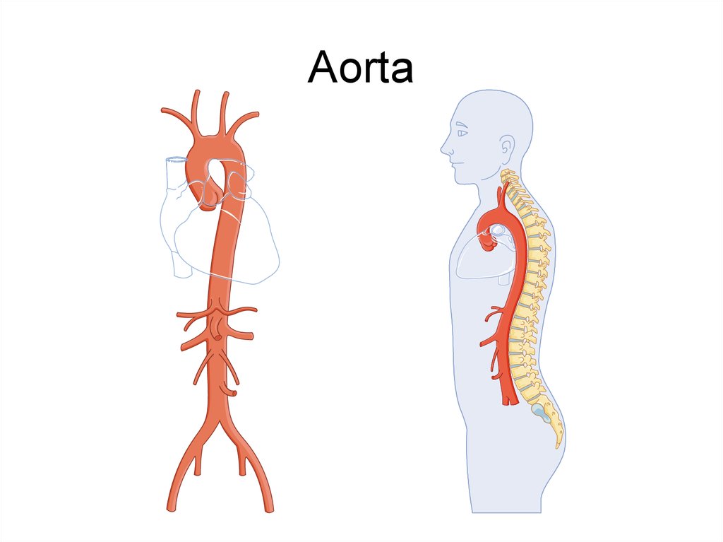 Aorta