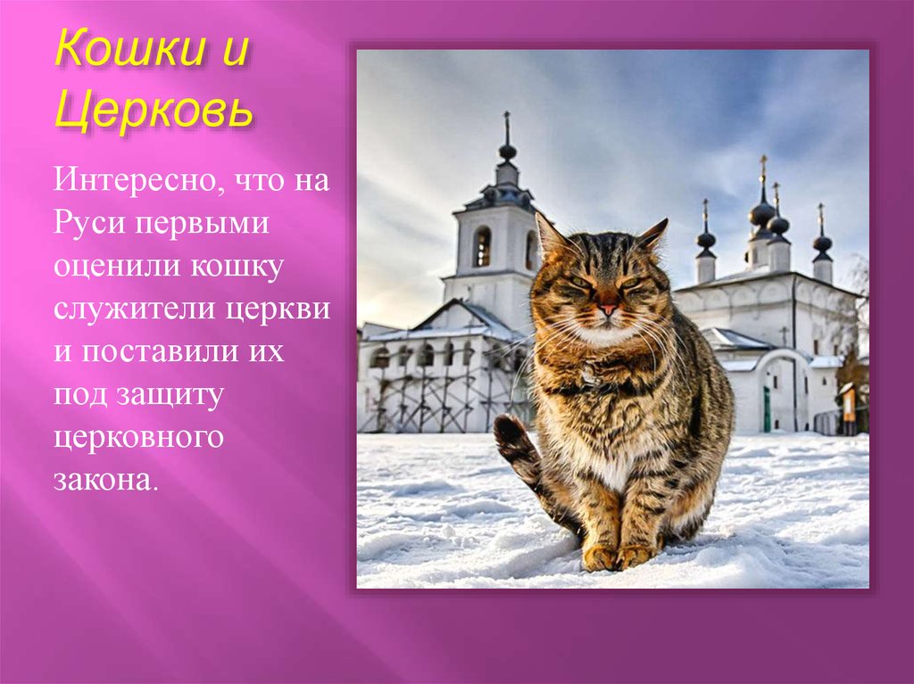 9 качеств кошки. Кошки в церкви. Кошки на Руси в храмах. Кошки на Руси в церкви. Церковная кошка.
