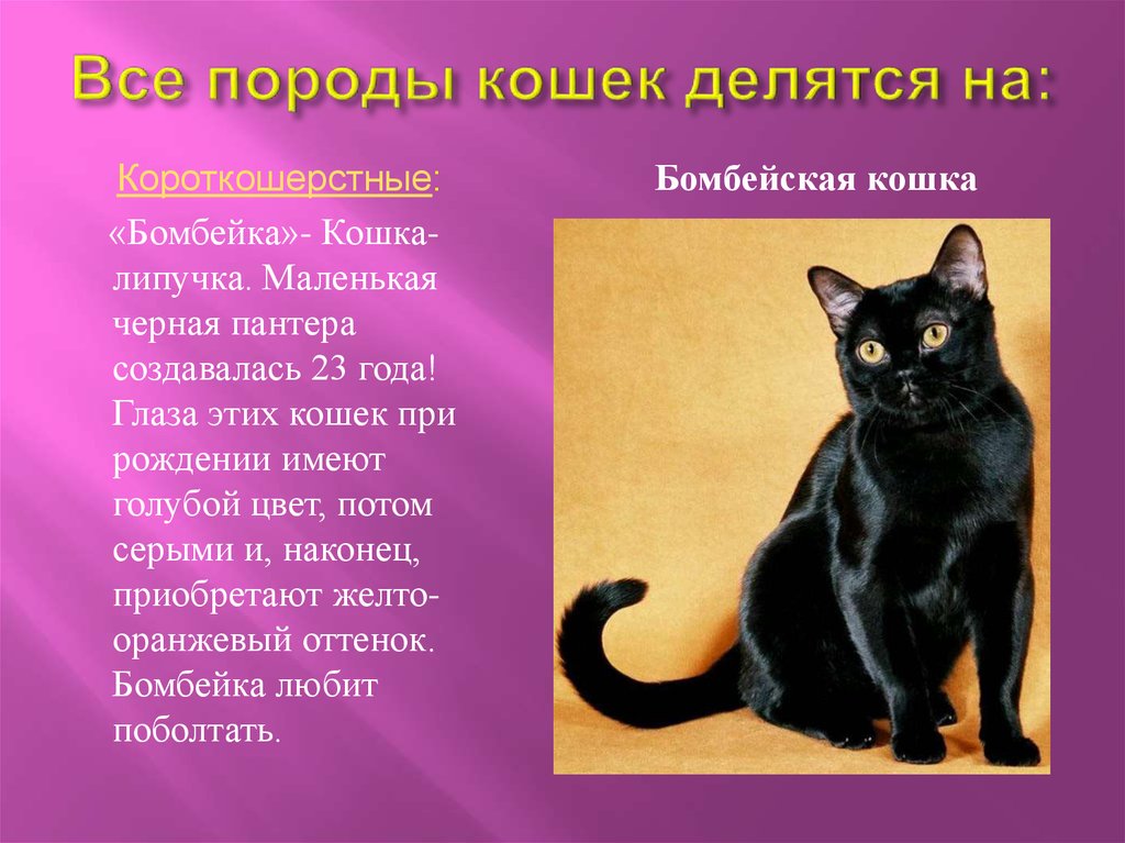Описание характера пород кошек. Чёрная кошка порода Бомбейская. Бомбейская кошка длинношерстная. Проект породы кошек. Описание кошки.