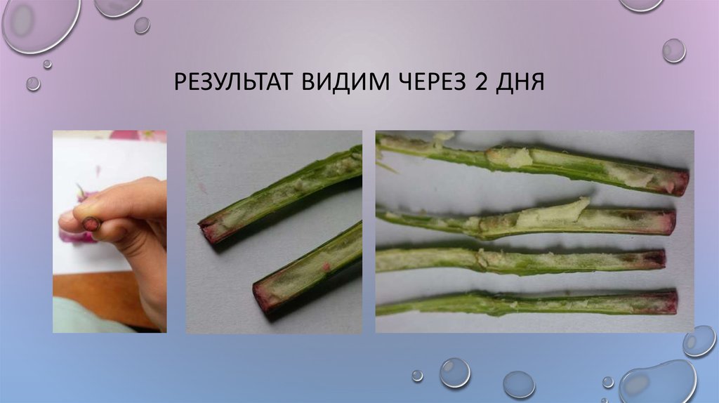 Результат видим через 2 дня