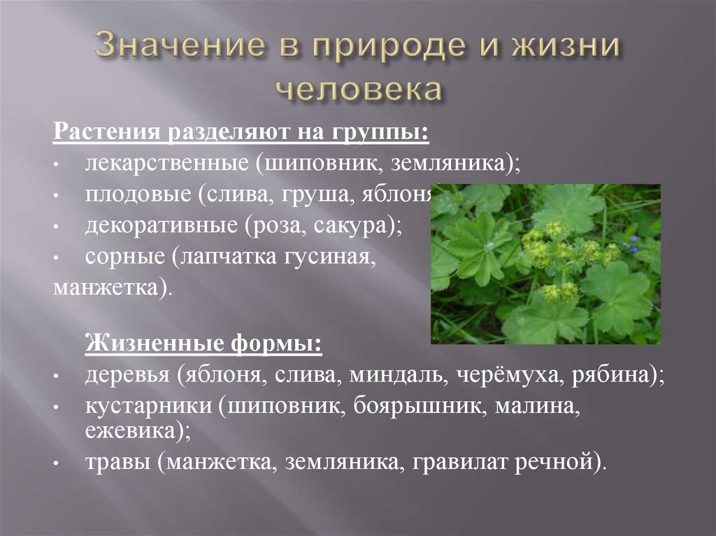 Какое значение имеют цветковые растения в жизни. |Значение в природе| значение в жизни человека|. Значимость природы в жизни человека. Значение природы для человека. Растения и их значение в природе.