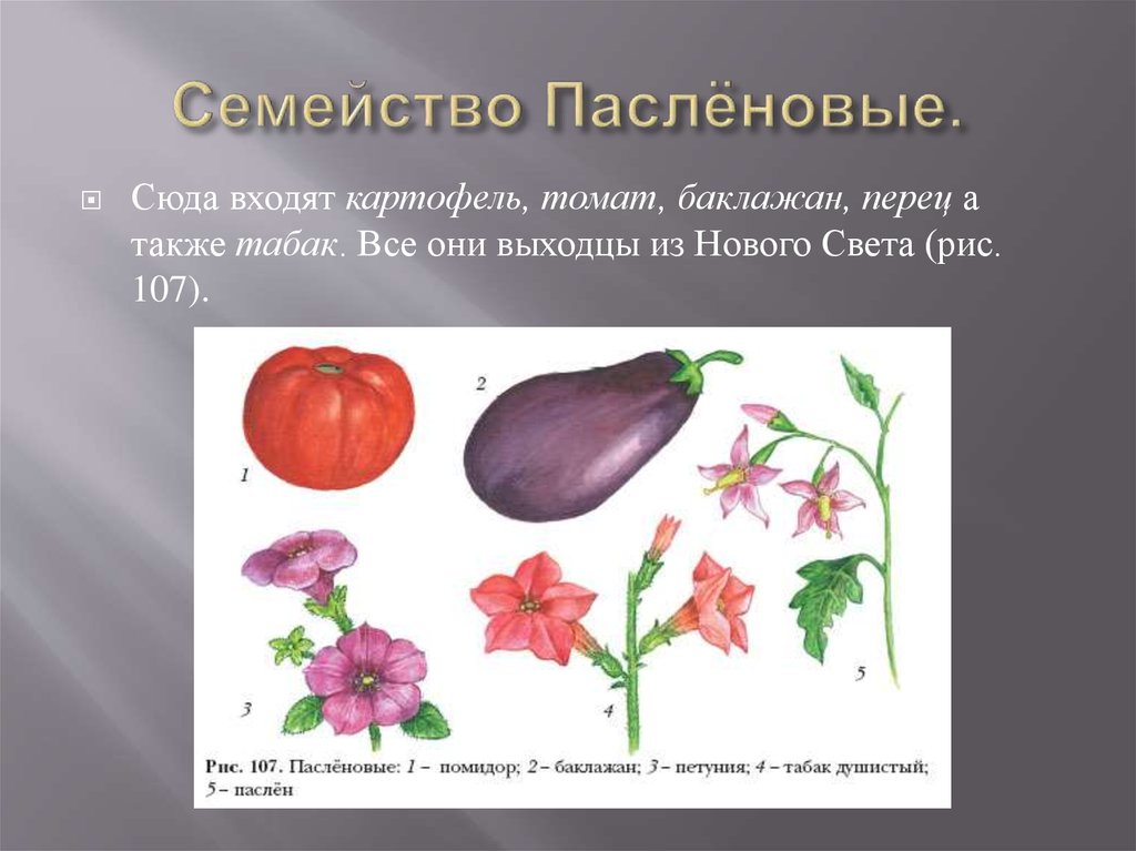 Представители пасленовых. Семейство Пасленовые. Семейство Пасленовые представители. Двудольные семейство пасленовых. Двудольные Пасленовые представители.