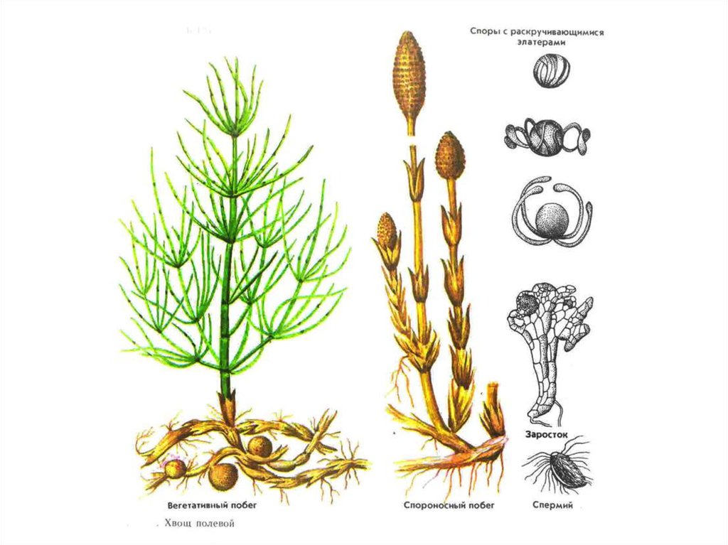 Хвощеобразные растения