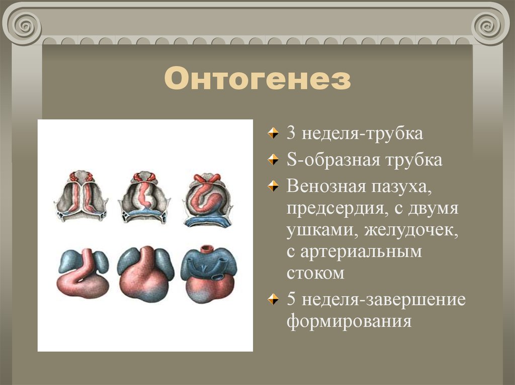 Онтогенез книги. Онтогенез. Развитие сердца в онтогенезе. Онтогенез сердца анатомия. Онтонеге сердца анатомия.