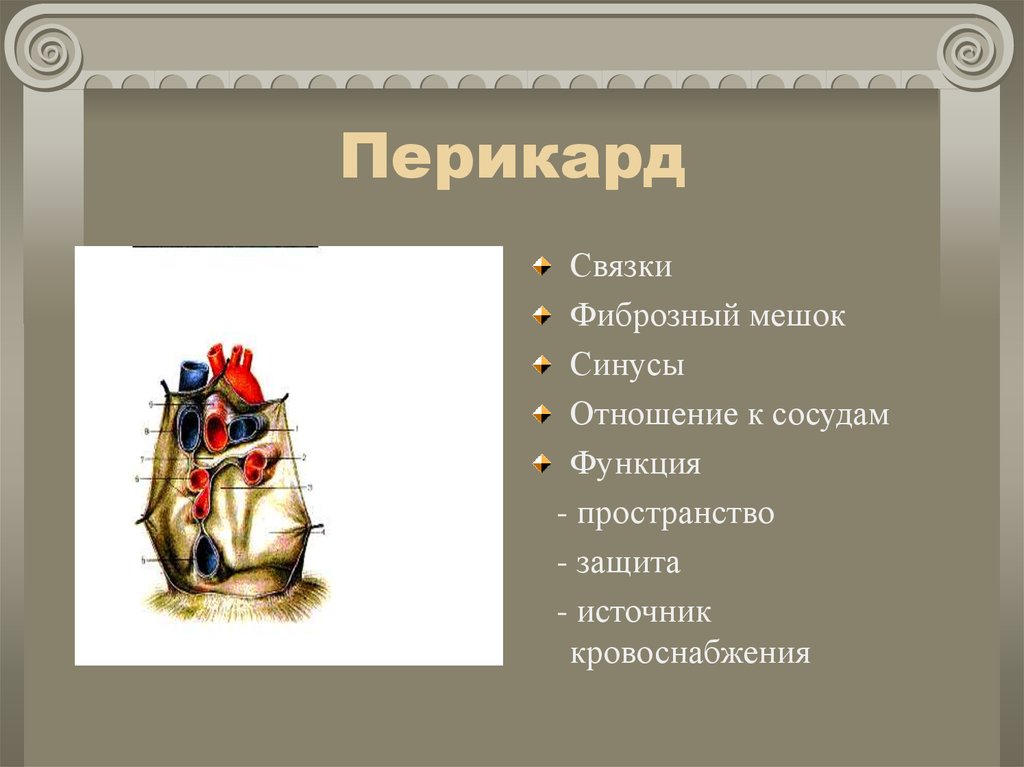 Перикард