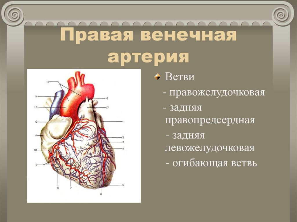 Кровоснабжение сердца анатомия схема