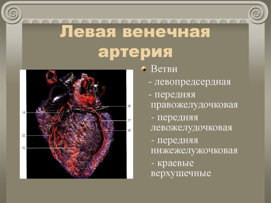 Топографическая анатомия сердца презентация