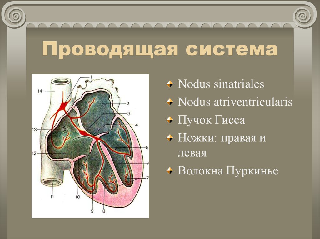 Топографическая анатомия сердца презентация