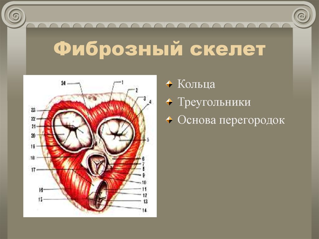 Топографическая анатомия сердца презентация