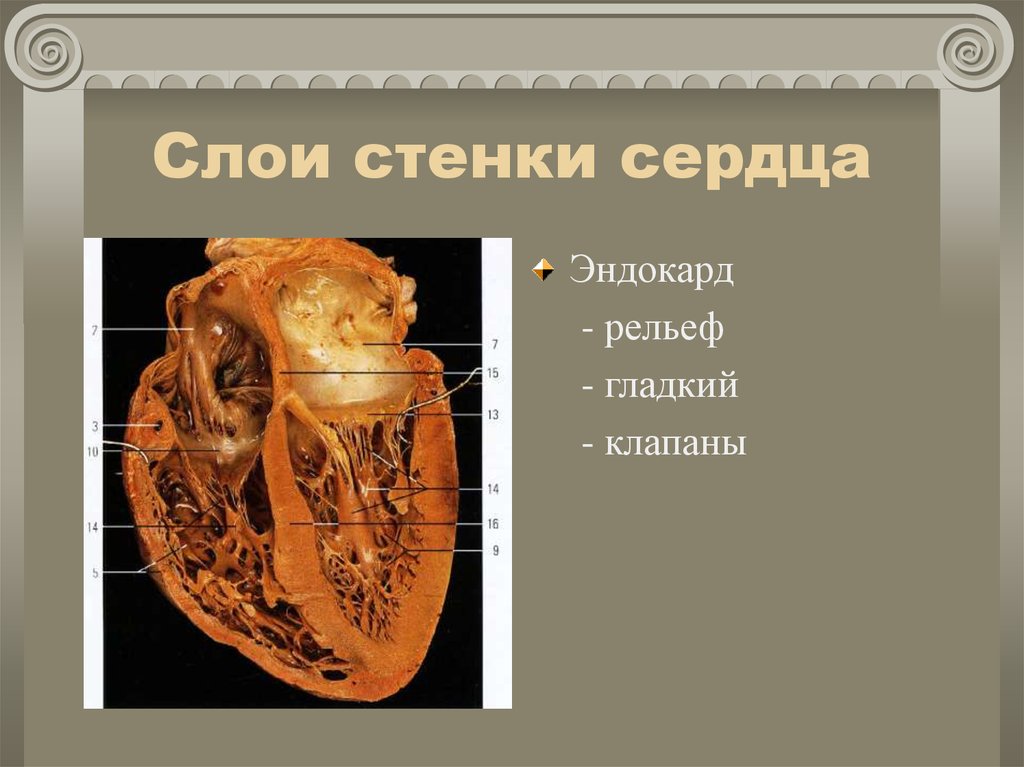 Слои стенки сердца