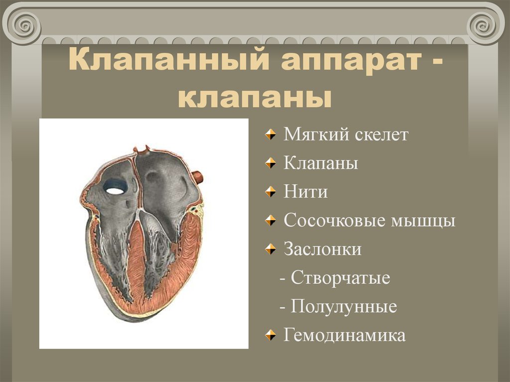 Топографическая анатомия сердца презентация