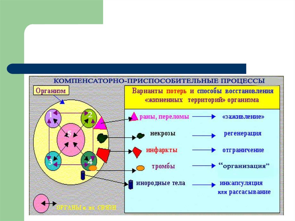 Курсовая работа по теме Адаптация и компенсация как различные виды приспособительных реакций организма