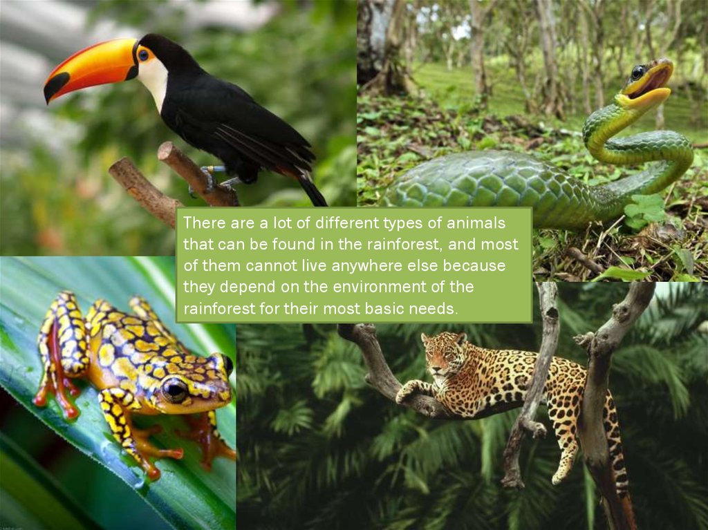 Tropical rainforest - online presentation