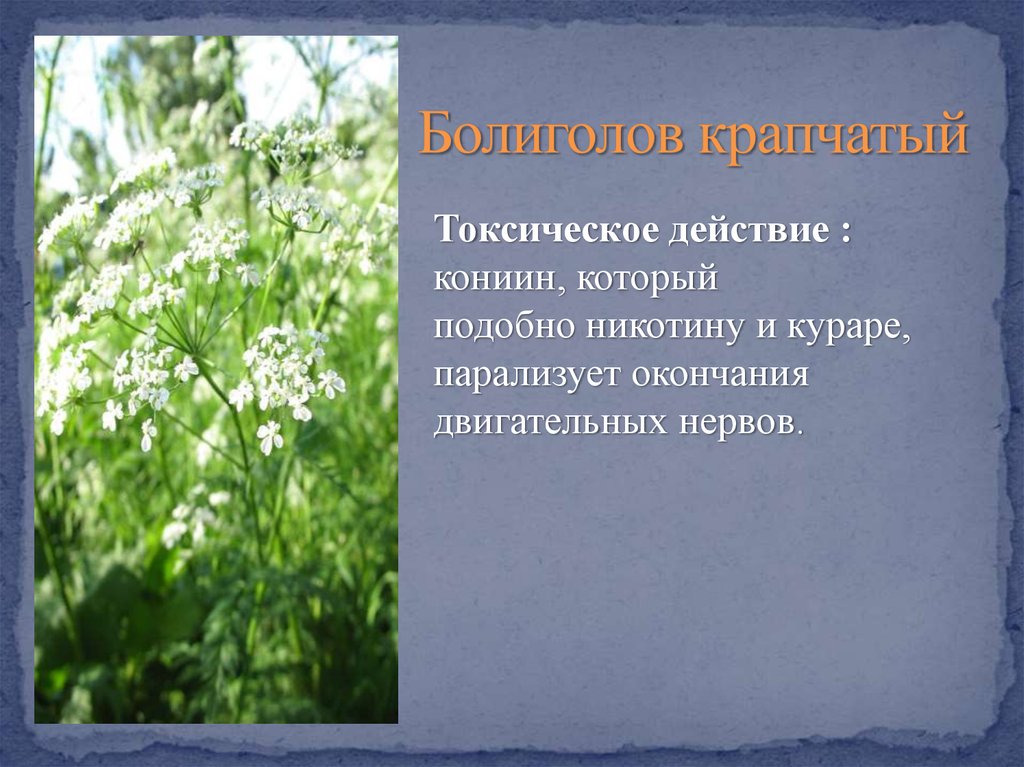 Парализующее действие. Болиголов токсичность. Кониин. Кониин отравление. Кураре растение.