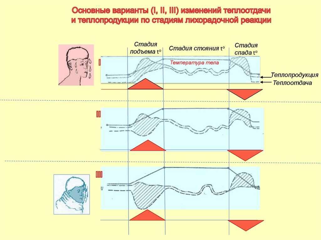 Лихорадка теплоотдача и теплопродукция