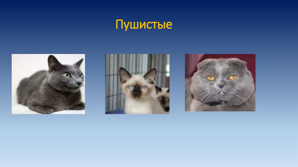 5 типов кошек. Презентация про кошек. Гибридные кошки презентация. Виды Cat систем.