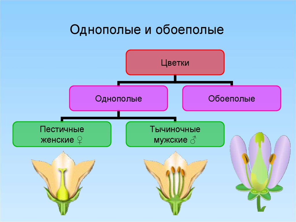 Количество частей цветка кратно четырем или пяти