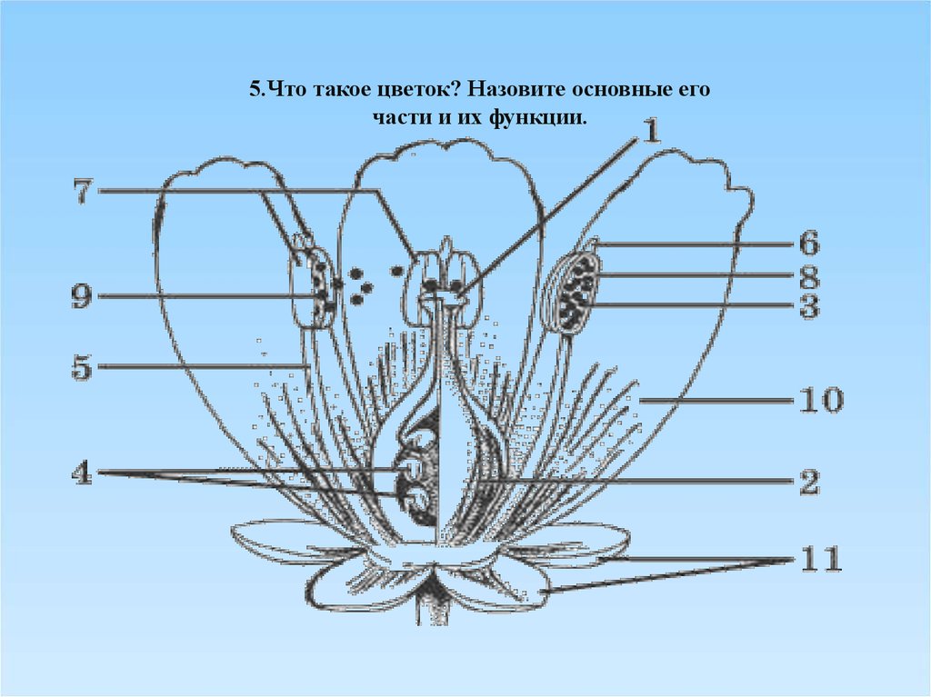 Функции цветка. Что такое цветок назовите основные его. Что такое цветок назовите основные его части и функции. Схема органы и функции цветка. Генеративные органы пшеницы.