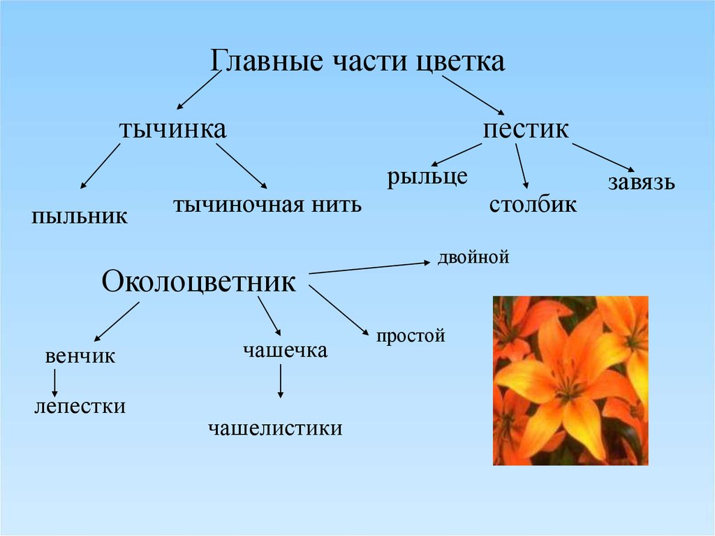 Презентация 6 класс реферат