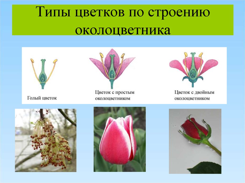 Простые цветки биология. Венчиковидный околоцветник. Строение околоцветника. Цветок с двойным околоцветником биология. Чашечковидный околоцветник.