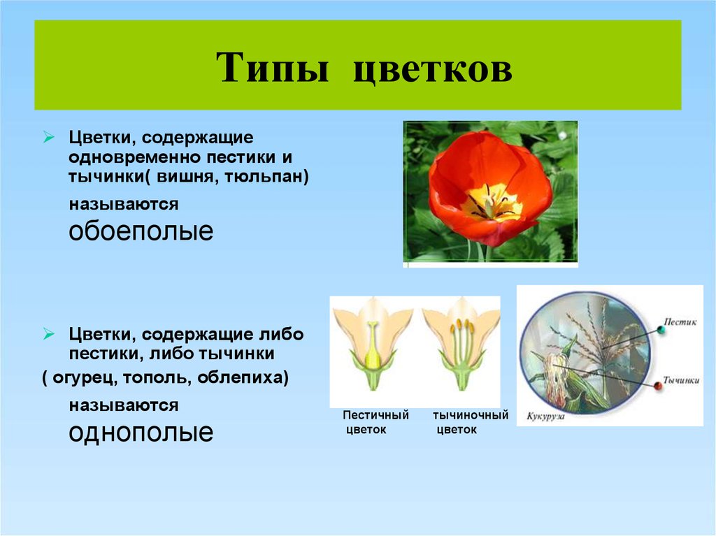 Какой тип питания характерен для тюльпана. Тип цветка обоеполый. Тип цветка тюльпана. Типы цветков обоеполые. Виды строения цветка.