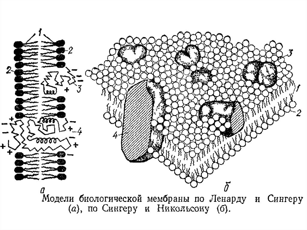 Модель мембраны клетки. Модели биологических мембран. Модели организации биологической мембраны. Схема моделей биологической мембраны. Бутербродная модель биологической мембраны.