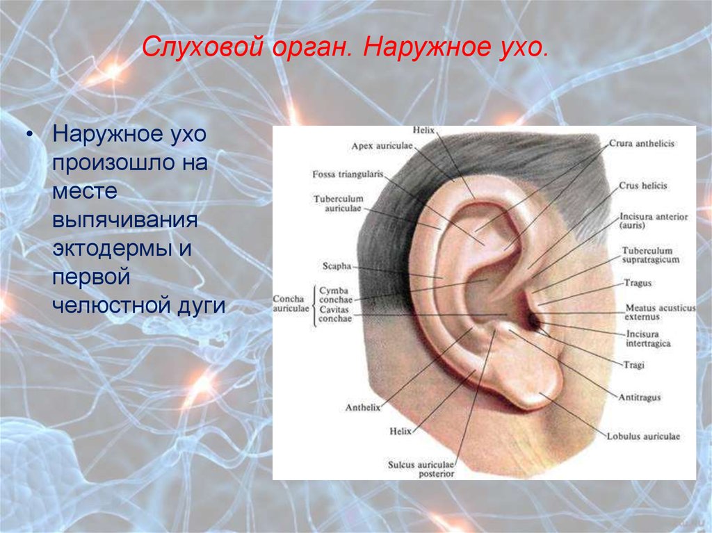 Что относится к наружному уху. Строение наружного уха. Структура наружного уха. Ухо строение внешнее.