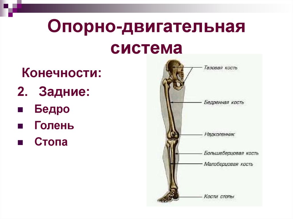 Опорно двигательная система человека