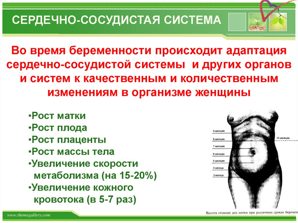 Рост матка. Адаптация сердечно-сосудистой системы. Адаптация органов и систем к беременности. Изменение в организме беременной женщины ССС система. Адаптация к беременности кратко.