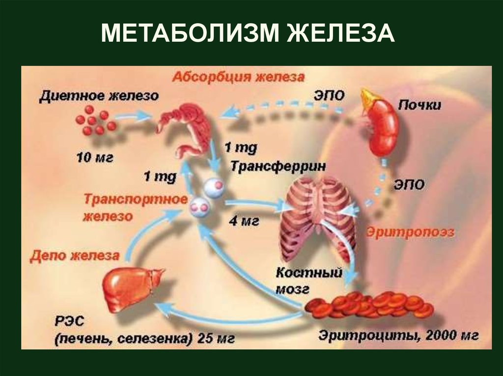 Обмен железа в печени. Схема метаболизма железа в организме. Схема транспорта железа в организме. Метаболизм железа в организме человека. Обменные процессы железа.