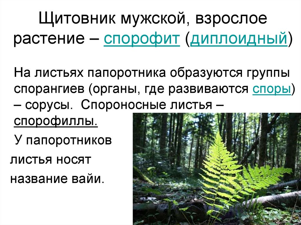 У папоротников споры созревают в. Спорофит щитовника мужского. Спорофит папоротника щитовника мужского. Жизненный цикл папоротниковидных. Споры щитовника мужского.