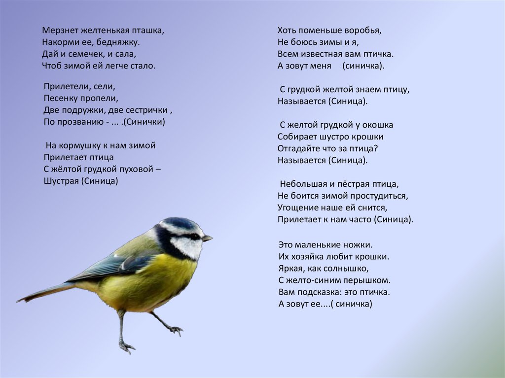 Текст птичка 4 класс. Зимующие птицы с желтой грудкой и голубыми перышками. Птичка текст. Пташка текст. Желтая птичка прилетает зимой.