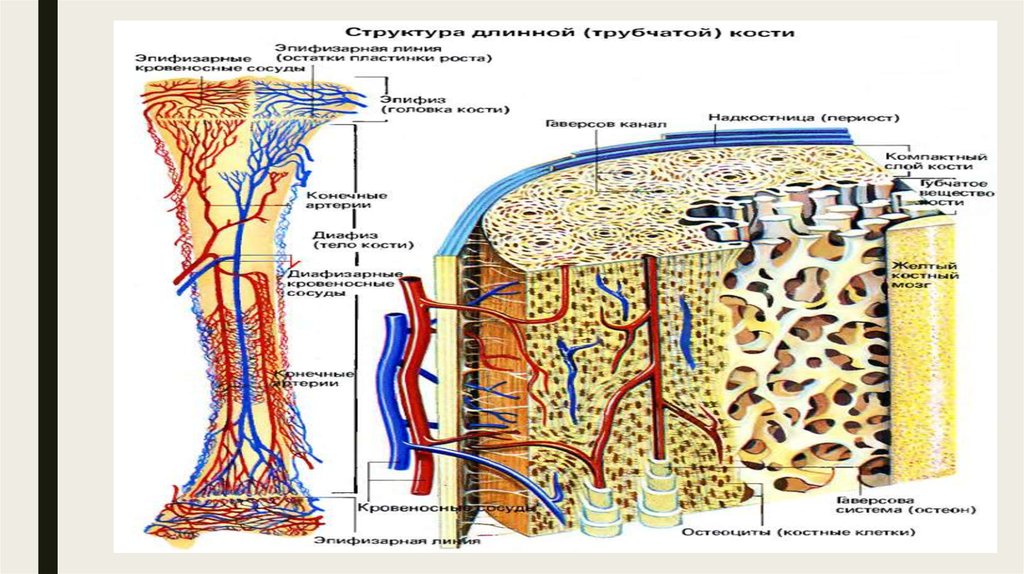 Кровообращение костей. Схема кровоснабжения трубчатой кости. Кровоснабжение трубчатой кости. Кровоснабжение длинных трубчатых костей. Микроскопическое строение кости.