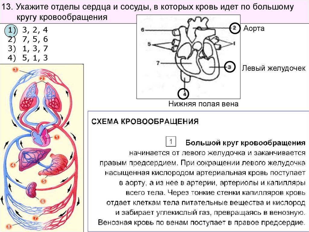 Отделы сердца. Отделы сердца и сосуды. Крупные сосуды и отделы сердца. Отделы сердца круги кровообращения. Отделы сердца и сосуды в которых кровь идет по большому кругу.