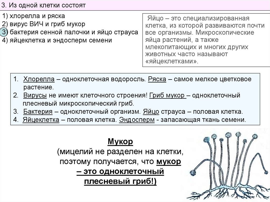Огэ биология бактерии. Бактерия Сенной палочки и яйцо страуса. Из одной клетки состоят. Клетка мукора. Строение клетки мукора.
