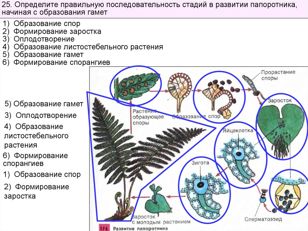 Установите последовательность растения. Последовательность цикла развития папоротника. Стадий развития папоротника. Этапы развития папоротника начиная с оплодотворения. Развитие папоротника начиная с образования гамет.